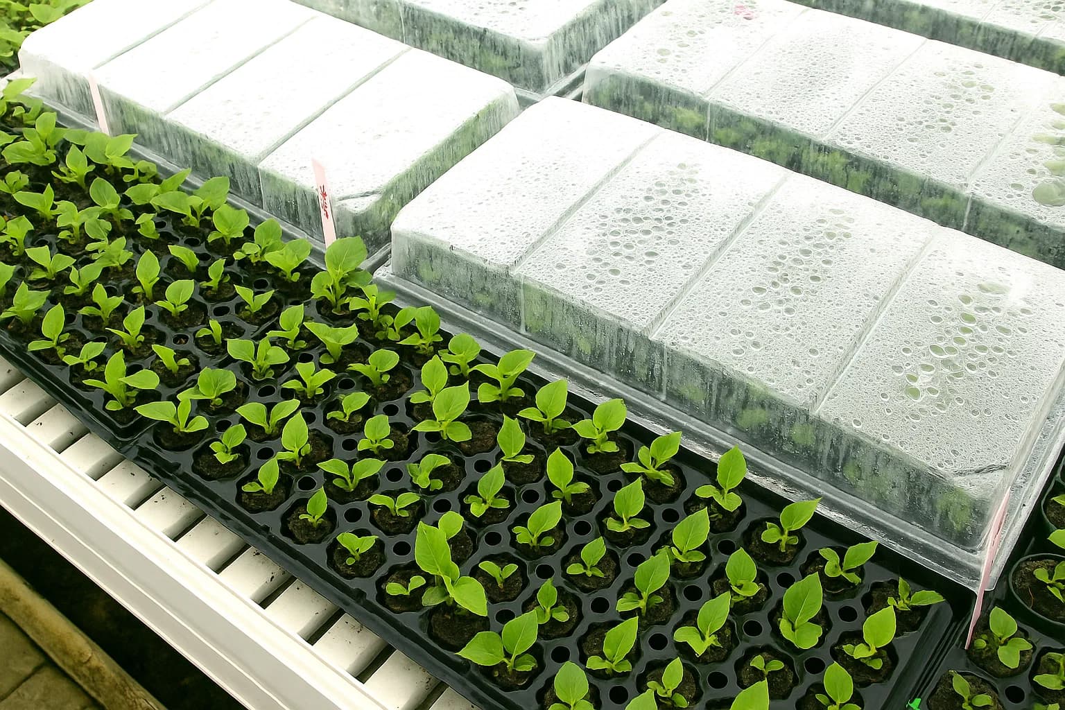 Healthy propagated plants